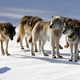 Image for article titled Meet "Old Gray Guy," the interloper who saved the wolves of Lake Superior